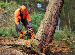 Best Tree Removal  in Glenwood, MN