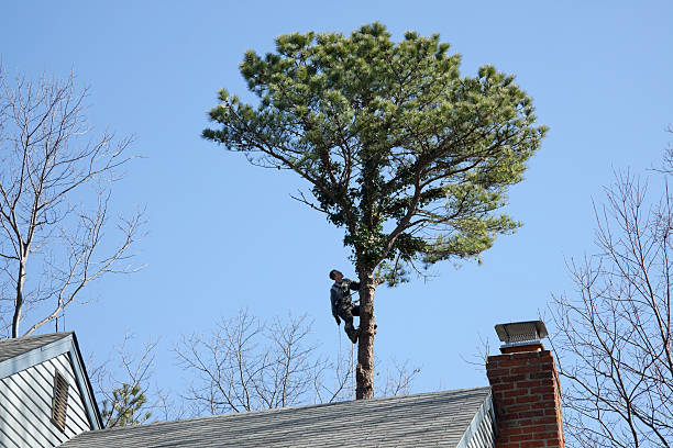 Reliable Glenwood, MN Tree Care Solutions