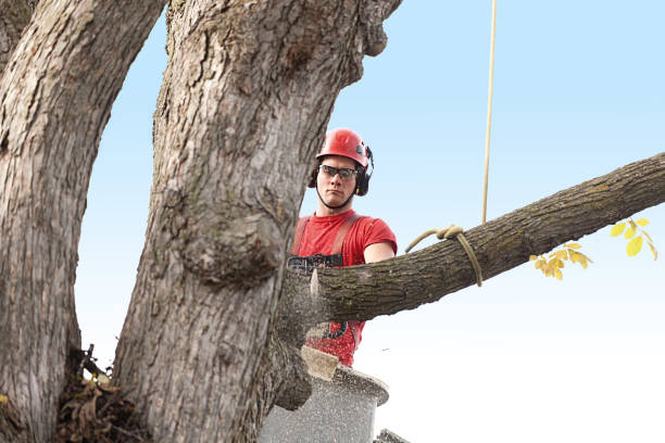 How Our Tree Care Process Works  in  Glenwood, MN